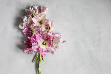 Blumenstrauß von rosa blühenden Silber Papagei Tulpen gegen weißen Hintergrund liegen - EVGF04139