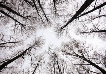 Bare trees rising against clear sky - WWF06209