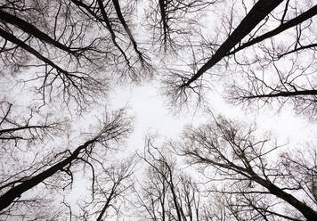 Kahle Bäume ragen in den klaren Himmel - WWF06209
