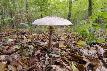 Parasolpilz (Macrolepiota procera) wächst auf dem Waldboden - WIF04601