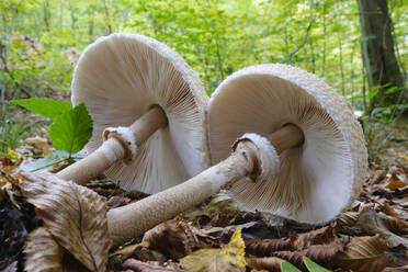 Two parasol mushrooms (Macrolepiota procera) lying on forest floor - WIF04602