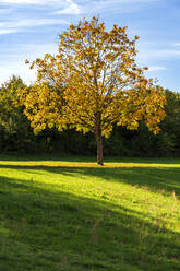 Blick auf einen einzelnen Baum im Herbst - NDF01529