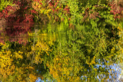 Herbstbäume, die sich im Badesee Erlabrunn spiegeln - NDF01534