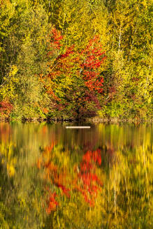 Herbstbäume, die sich im Badesee Erlabrunn spiegeln - NDF01535