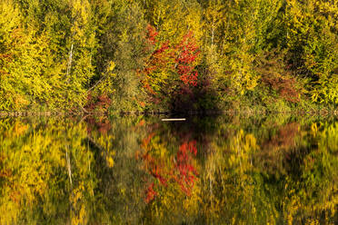 Herbstbäume, die sich im Badesee Erlabrunn spiegeln - NDF01540