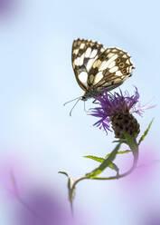 Marmorierter Weißling (Melanargia galathea) sitzt auf einer Wildblume - BSTF00212