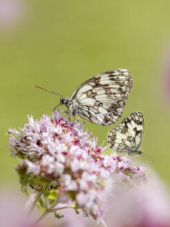 Two marbled whites (Melanargia galathea) perching on wildflower - BSTF00213