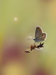 Europäischer Bläuling (Polyommatus icarus) auf einer Pflanze sitzend - BSTF00216