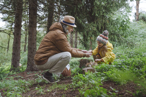 Senior man with granddaughter picking up mushrooms in forest - YTF00246