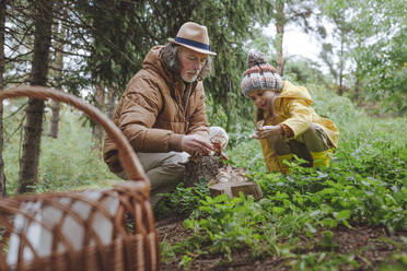 Großvater und Enkelin beim Sammeln von Pilzen im Wald - YTF00248