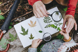 Hände eines Mädchens, das mit seiner Großmutter im Wald Blätter für ein Herbarium sammelt - YTF00271