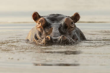 Hippo in Motlhabatsi River, Marataba, Marakele National Park, South Africa, Africa - RHPLF23330