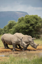 White Rhinos at Watering Hole, Marataba, Marakele National Park, South Africa, Africa - RHPLF23331