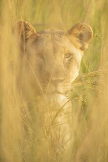Löwin, Marataba, Marakele National Park, Südafrika, Afrika - RHPLF23332