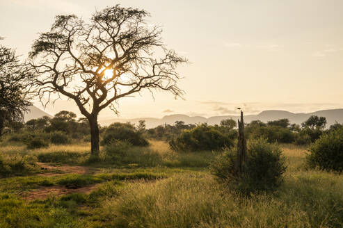 Landschaft in der Morgendämmerung, Marataba, Marakele National Park, Südafrika, Afrika - RHPLF23333