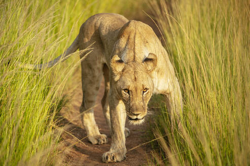 Löwin, Marataba, Marakele National Park, Südafrika, Afrika - RHPLF23334