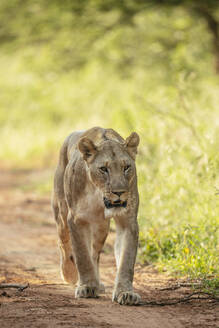 Löwin, Marataba, Marakele National Park, Südafrika, Afrika - RHPLF23335