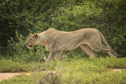 Löwin, Marataba, Marakele National Park, Südafrika, Afrika - RHPLF23336
