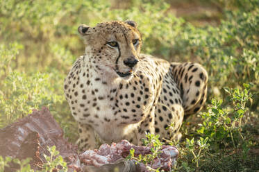Gepard frisst Gnu-Kadaver, Marataba, Marakele National Park, Südafrika, Afrika - RHPLF23337