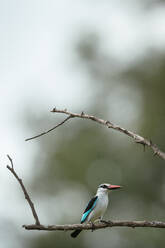 Waldfischer, Makuleke-Vertragspark, Krüger-Nationalpark, Südafrika, Afrika - RHPLF23341