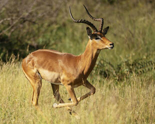 Impala, Privates Naturschutzgebiet Timbavati, Krüger-Nationalpark, Südafrika, Afrika - RHPLF23342