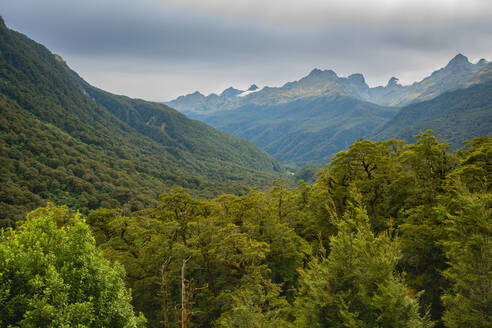 Wald und Berge des Fiordland-Nationalparks, UNESCO-Welterbe, Südinsel, Neuseeland, Pazifik - RHPLF23368