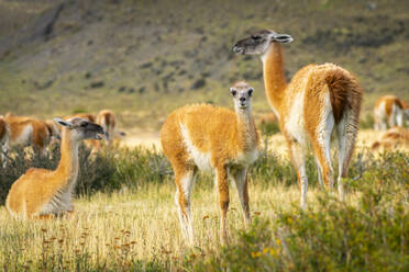 Baby-Guanako (Lama guanicoe) mit seiner Herde, Nationalpark Torres del Paine, Patagonien, Chile, Südamerika - RHPLF23386