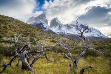 Kahle Bäume mit den Berggipfeln von Los Cuernos im Hintergrund, Torres del Paine National Park, Patagonien, Chile, Südamerika - RHPLF23388