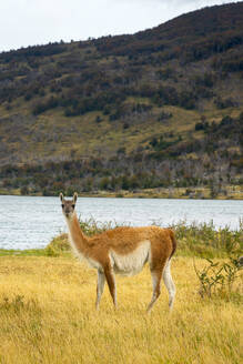 Guanako (Lama guanicoe) am Ufer des Lago Azul, Torres del Paine National Park, Patagonien, Chile, Südamerika - RHPLF23391