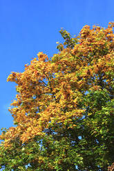 Baumkronen, die sich im Herbst verfärben - JTF02249