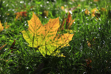 Herbstblatt auf dem Waldboden liegend - JTF02251