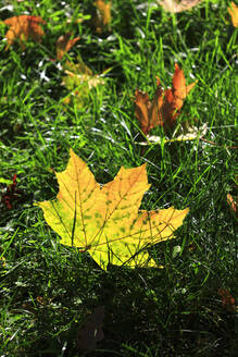 Herbstblatt auf dem Waldboden liegend - JTF02252