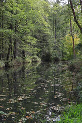 Deutschland, Brandenburg, Spreewald im Herbst - JTF02255