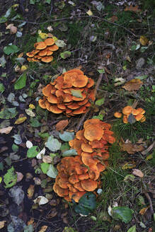 Pilze auf dem Waldboden im Herbst - JTF02256