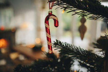 Nahaufnahme einer Zuckerstange, die am Weihnachtsbaum einer Familie hängt. Geschmückter Weihnachtsbaum im Haus. - JLPSF10922