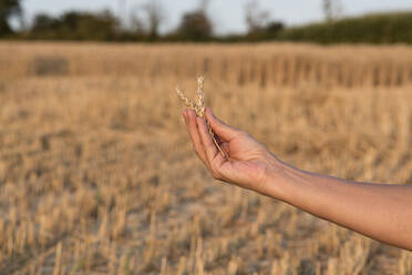 Die Hand einer älteren Frau hält eine Weizenähre auf einem Feld - FLLF00799