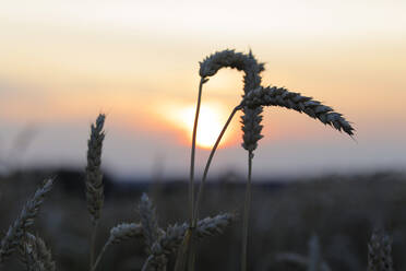 Weizenähren bei Sonnenuntergang - FLLF00801