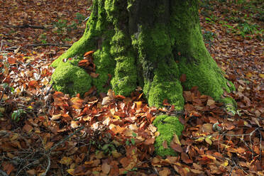 Mossy tree trunk surrounded by fallen leaves - JTF02259