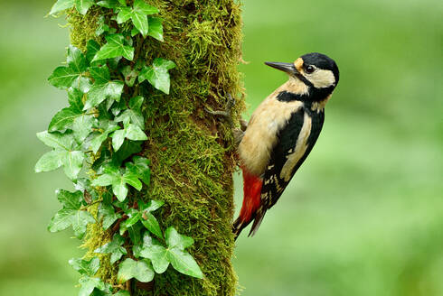 Wilder Dendrocopos major Vogel pickt an einem moosbewachsenen Baumstamm, der mit Efeuranken bedeckt ist, auf einem unscharfen Hintergrund der Natur - ADSF39669