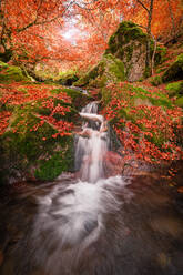 Langzeitbelichtung des sauberen Wasserfalls, der in einen Teich fällt, inmitten von moosbewachsenen Felsen und Bäumen mit leuchtend orangefarbenen Blättern an einem Herbsttag im Buchenwald von Argovejo - ADSF39707