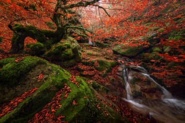 Langzeitbelichtung des sauberen Wasserfalls, der in einen Teich fällt, inmitten von moosbewachsenen Felsen und Bäumen mit leuchtend orangefarbenen Blättern an einem Herbsttag im Buchenwald von Argovejo - ADSF39709