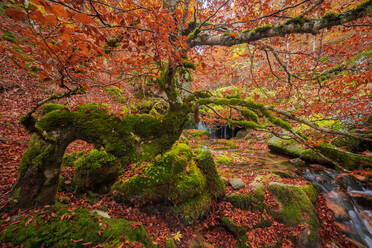 Long exposure of clean cascade falling into pond amidst mossy rocks and trees with bright orange leaves on autumn day in Argovejo Beech Forest - ADSF39710