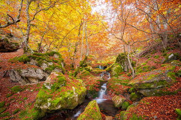 Langzeitbelichtung des sauberen Wasserfalls, der in einen Teich fällt, inmitten von moosbewachsenen Felsen und Bäumen mit leuchtend orangefarbenen Blättern an einem Herbsttag im Buchenwald von Argovejo - ADSF39714