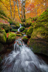 Langzeitbelichtung eines Baches mit sauberem Wasser, der über moosbewachsene Felsen fließt, die mit orangefarbenen Blättern bedeckt sind, an einem Herbsttag im Buchenwald von Argovejo, Spanien - ADSF39717