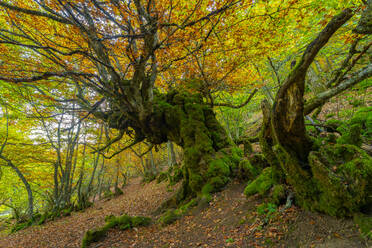 Beech tree with curvy trunk covered with moss growing in Faedo de Cinera Forest in autumn in Spain - ADSF39720