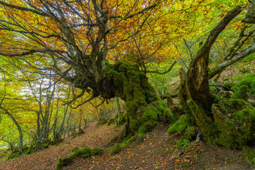 Buche mit gebogenem, moosbewachsenem Stamm im Wald von Faedo de Cinera im Herbst in Spanien - ADSF39720