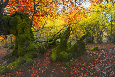 Buche mit gebogenem, moosbewachsenem Stamm im Wald von Faedo de Cinera im Herbst in Spanien - ADSF39721