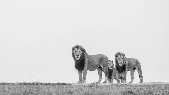 Drei männliche Löwen, Panthera Leo, auf einem Bergrücken, Seitenansicht, Schwarz-Weiß-Bild. - MINF16569