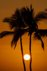 The sun in a glowing orange sky, viewed between two pine tree trunks - MINF16571