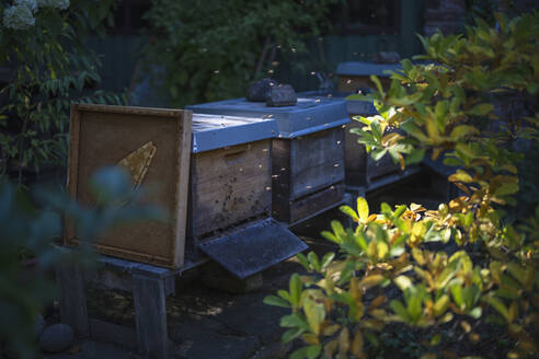 Bienen schwärmen um einen Bienenstock im Garten - RIBF01180